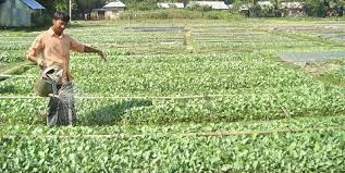 Image result for শীতকালীন সবজি চাষ