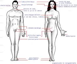 Resultado de imagen para cuerpo humano