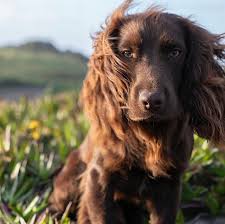 Meet Otto: Prince and Princess of Wales reveal name of new puppy
