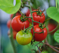 tomatoes ile ilgili görsel sonucu