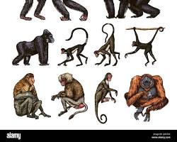 Image of different monkey species with distinct features: chimpanzee, gorilla, orangutan, proboscis monkey, and spider monkey