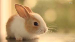 cute lapins Images?q=tbn:ANd9GcROB5vzfTcU5H3CGju1TScwiI0M1mGecoiRhLnpL2nDO_zHFUu8Lg