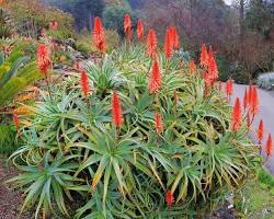 Immagine di Aloe arborescens plant