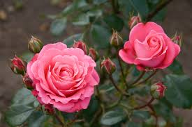 Image result for rose bush