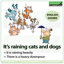 Image result for CAT IDIOMS