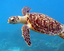 Image of Turtle