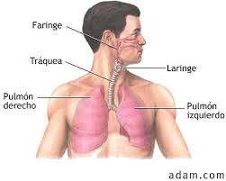 Resultado de imagen para sistema respiratorio  la acupuntura