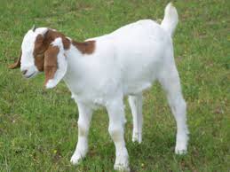 Image result for GOAT
