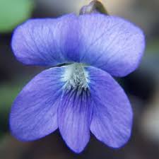 Forgiveness is the fragrance that the violet sheds on the heel ... via Relatably.com