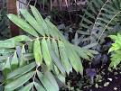 Image result for ceratozamia miqueliana