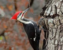 Pileated Woodpecker