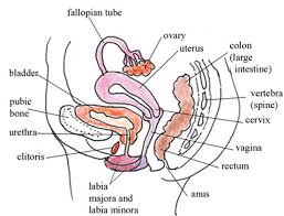 Image result for how to insert male organ into female organ