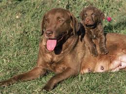 Image result for "Chesapeake bay retriever"
