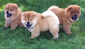 Résultat de recherche d'images pour "chow chow"