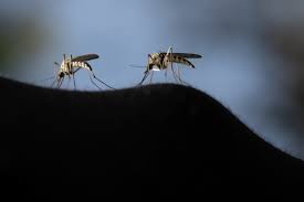 Suffolk County Confirms Its First West Nile Case in a Brookhaven Resident Who Was Never Hospitalized