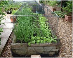 Image of Raised beds for crop protection