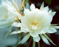 月下美人　花の画像