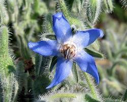 Image de Fleur de bourrache