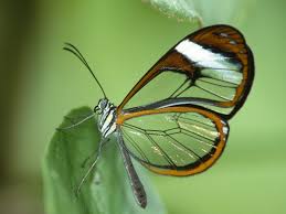 Bildresultat för MARIPOSAS