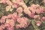 Tumblr - Everything was Miniature Roses