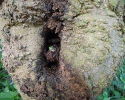 ノコギリクワガタ 樹洞の画像