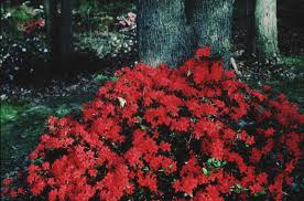 Image result for Azalea azaleas