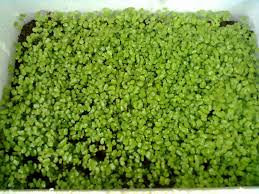 Image result for RAU MẦM CẢI XANH