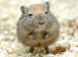 Phú Nhuận: chuyên bán gerbil (chuột nhảy) giá cực rẻ - 25