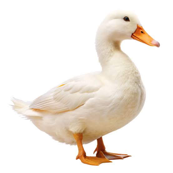 patopato