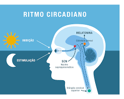 Imagem de Glândula pineal produzindo melatonina