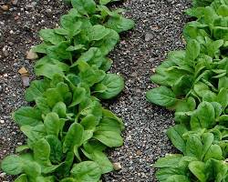 Image of Spinach plant