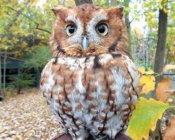Image of Eastern Screech Owl