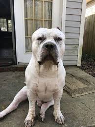 American Bully Daily - What drool? | Facebook