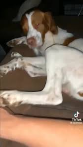 đuông dừa khổng lồ :') | Sữa tắm dưỡng lông thơm mượt cho chó mèo lông dài | Facebook