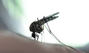 West Nile infections climbing sharply