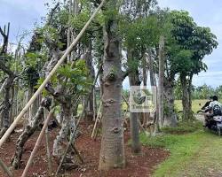 Gambar tumbuhan tuna yang membelah tanah kering atau jalan setapak yang terang