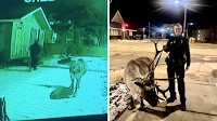 Beloved Anchorage reindeer Star euthanized after attempted kidnapping, illness