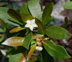 Image result for Mascarenhasia arborescens