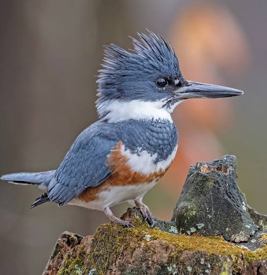 Belted kingfisher’s rattling call is another harbinger of fall - Spotlight  News Magazine