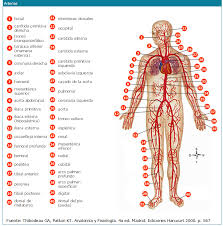 Resultado de imagen para cuerpo humano