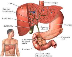 Image result for the liver cell