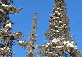 Swaying Trees Crackle in Bitter Cold in Northern Minnesota