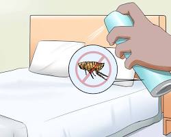 صورة فحص البراغيث