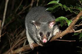 Picture of Brushtail possum