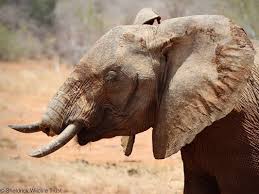 No, your eyes aren't deceiving you! This is 'No Trunk,' a ...