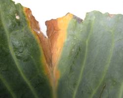 Immagine di Xanthomonas campestris marciume nero brassiche