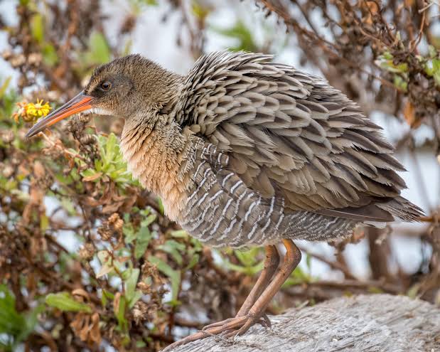 National Audubon Society