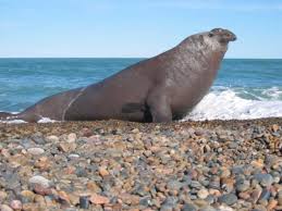 Resultado de imagen para elefantes marinos