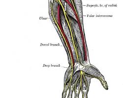 Image of Ulnar nerve anatomy