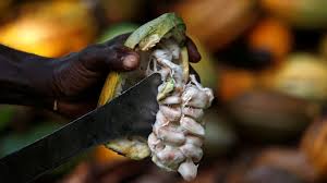 ¡Alerta Cacao! ¿Por qué la cosecha en Costa de Marfil se desploma?